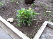 Превью фото № 154042