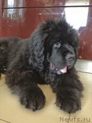 Превью фото № 154043