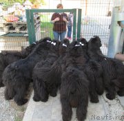 Превью фото № 154046