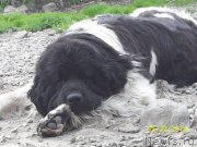 Превью фото № 154053