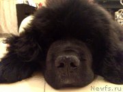 Превью фото № 154062