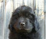 Превью фото № 15412