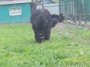 Превью фото № 154136