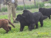 Превью фото № 154138