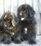 Превью фото № 15414