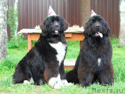 Превью фото № 154163