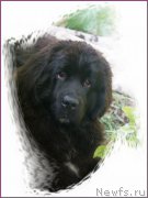 Превью фото № 154187