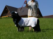 Превью фото № 154205