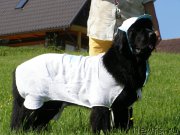 Превью фото № 154206