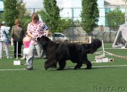 Превью фото № 154231