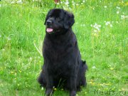 Превью фото № 154280