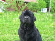 Превью фото № 154283