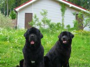 Превью фото № 154285