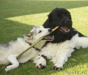 Превью фото № 154287