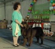 Превью фото № 154393