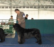 Превью фото № 154427