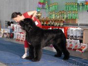 Превью фото № 154466