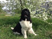 Превью фото № 154530