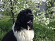 Превью фото № 154531