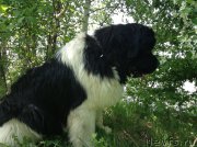 Превью фото № 154534