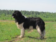 Превью фото № 154535