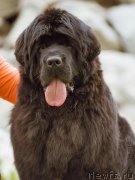 Превью фото № 154561