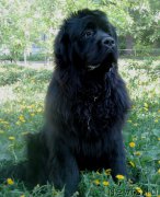 Превью фото № 154566