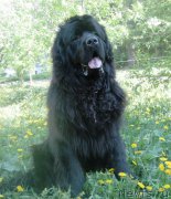 Превью фото № 154567