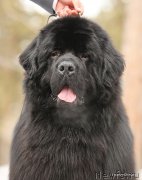 Превью фото № 154573