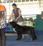 Превью фото № 154606