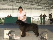 Превью фото № 154637