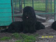 Превью фото № 154924