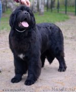 Превью фото № 154943