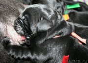 Превью фото № 154951