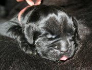 Превью фото № 154953