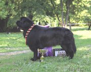 Превью фото № 154961