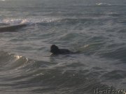 Превью фото № 154965