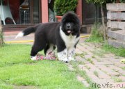 Превью фото № 155006