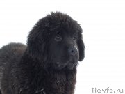 Превью фото № 155062