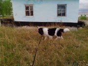 Превью фото № 155108