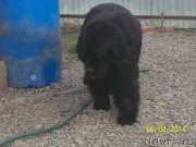 Превью фото № 155154