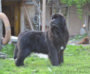 Превью фото № 155178