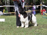 Превью фото № 155198