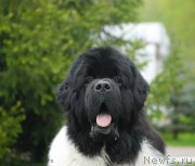 Превью фото № 155208