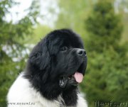 Превью фото № 155224