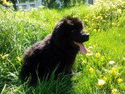 Превью фото № 155264