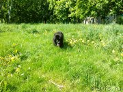 Превью фото № 155265