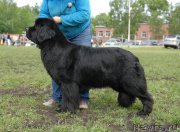 Превью фото № 155274