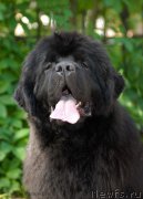 Превью фото № 155287