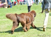 Превью фото № 155362